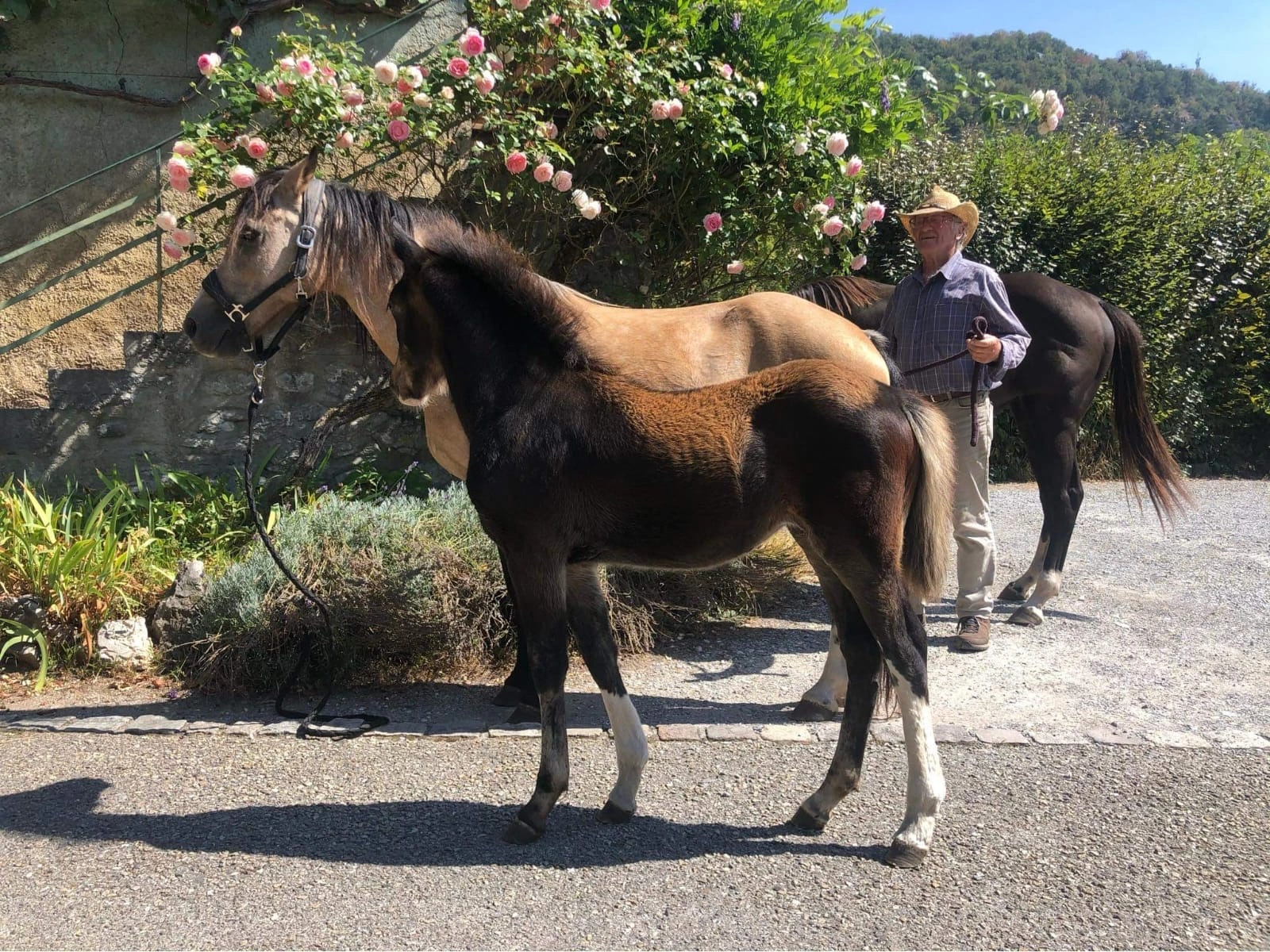Manipulation douce sur un cheval en extérieur